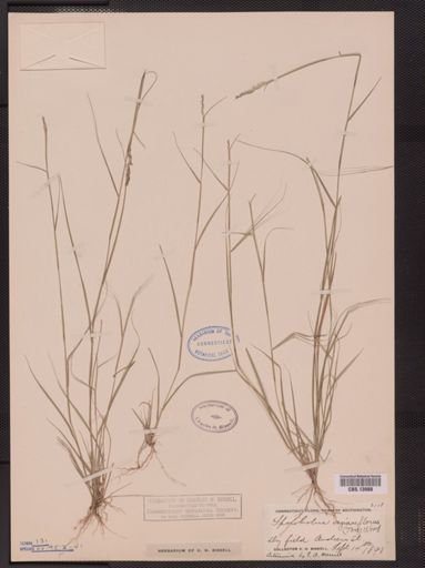 Sporobolus vaginiflorus