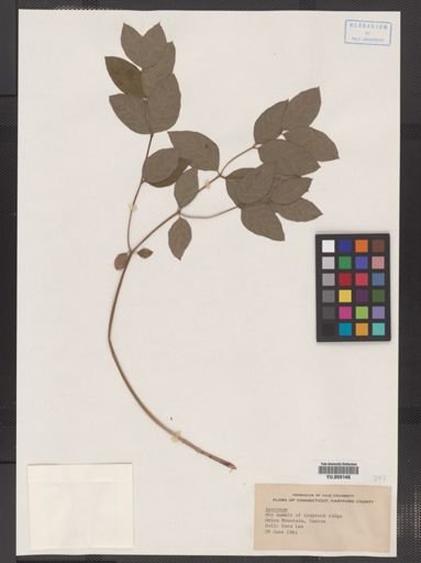 Apocynum sibiricum