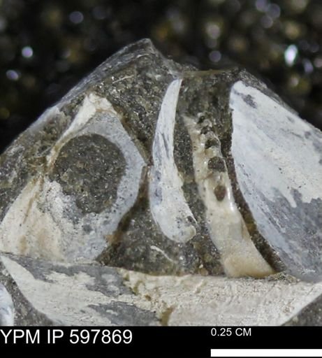 Limopsis striatopunctatus