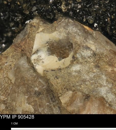 Phelopteria sp.