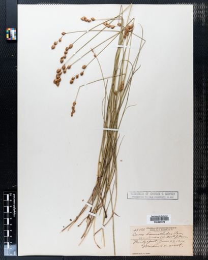 Carex hormathodes