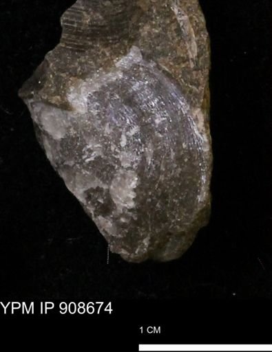 undet. Bivalvia