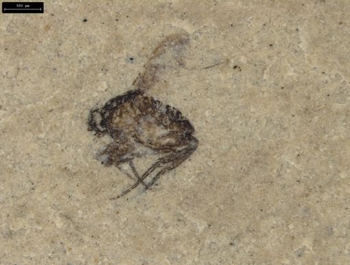 Diptera