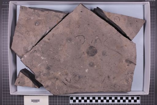 mixed taxa, stratigraphic collection