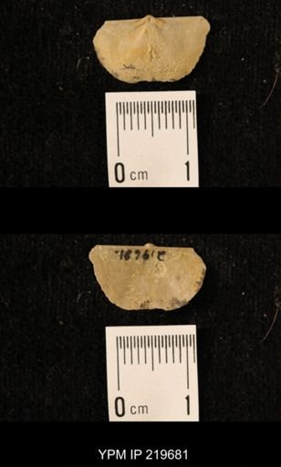 Chonetes granulifer