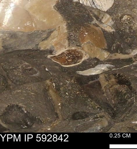 undet. Bivalvia