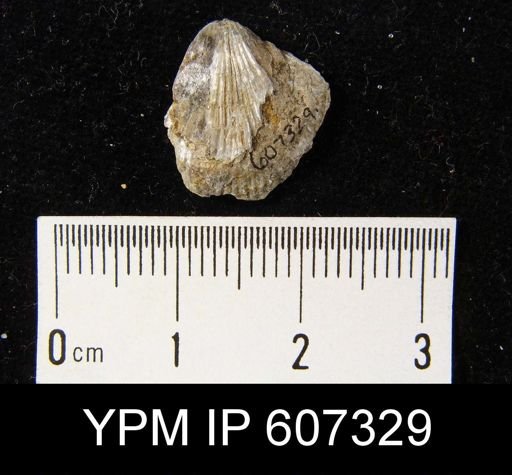 undet. Brachiopoda