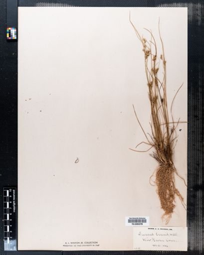 Juncus tenuis