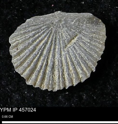 Stropheodonta sp.