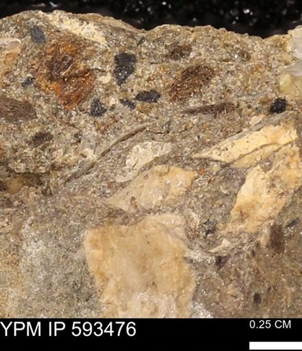 taxon undetermined