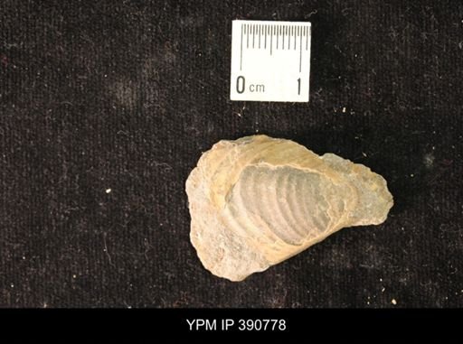 Inoceramus sp.