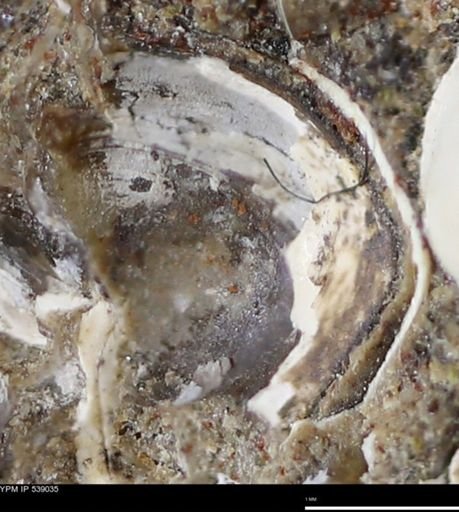 Corbulamella gregaria