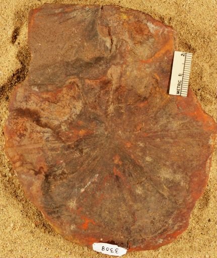 Annularia