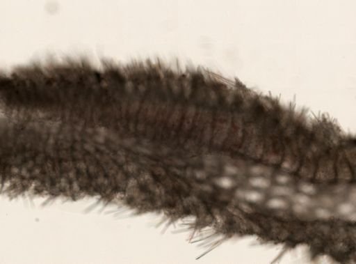 Calcarea