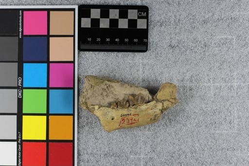 Hoplophoneus primaevus