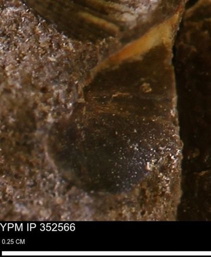 undet. Bivalvia