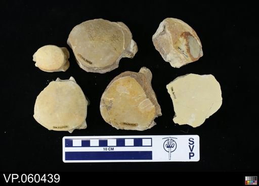 undet. Mosasauridae