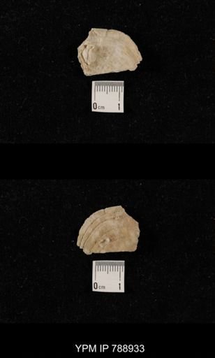 undet. Brachiopoda