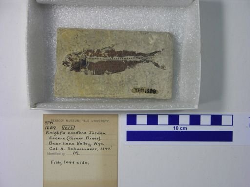Knightia eocaena