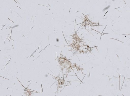 Tedania suctoria