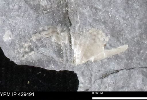 Mucrospirifer sp.