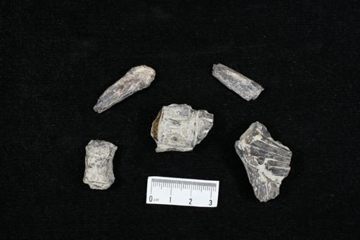 undet. Actinopterygii