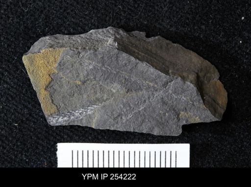 Dicellograptus divaricatus