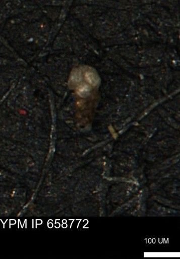 Verneuilinoides kansasensis
