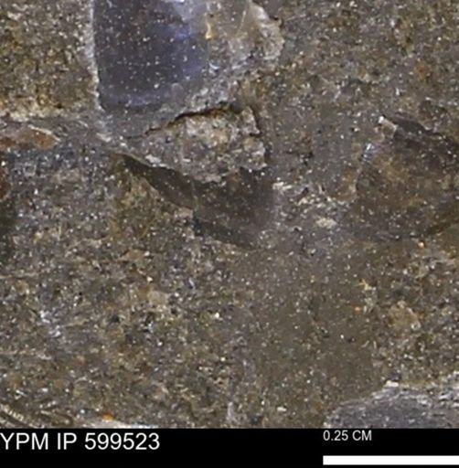 Protocardia subquadrata