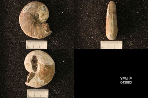 Hoploscaphites nicolletii