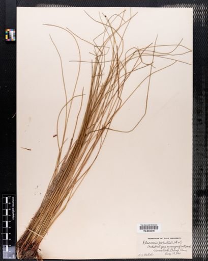 Eleocharis palustris