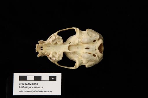 Amblonyx cinereus