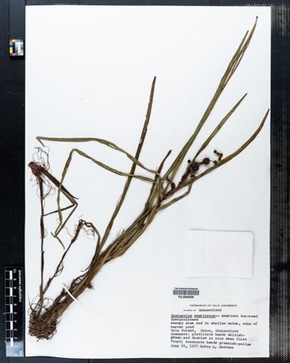 Sparganium americanum