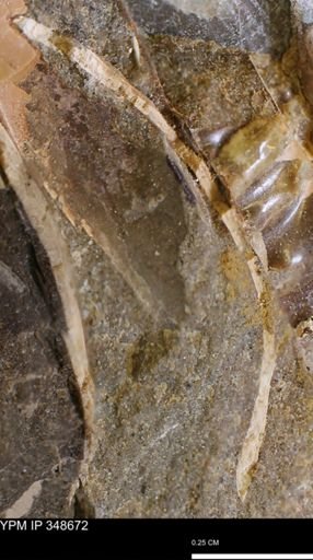 Ammonoidea?