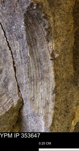 Limopsis striatopunctatus