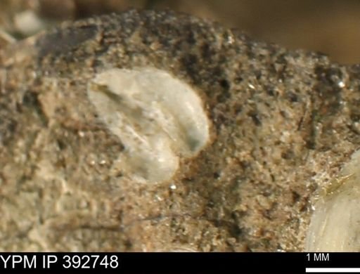 Protocardia sp.