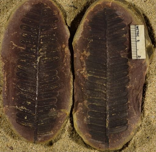 Pecopteris sp.
