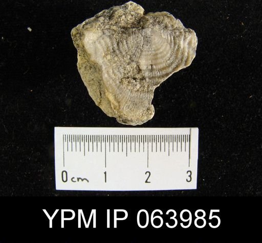 Leptaena tennesseensis