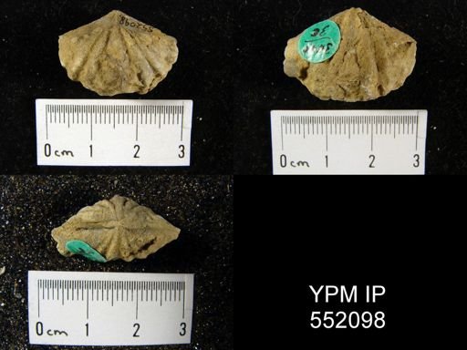 Macropleura macropleura