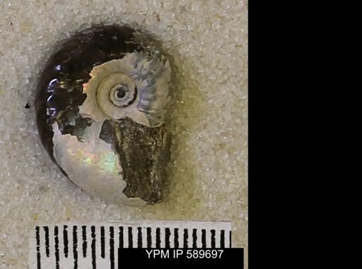 undet. Scaphitidae