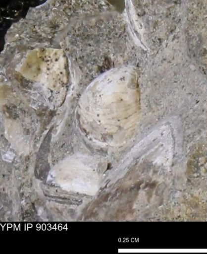 Corbulamella sp.