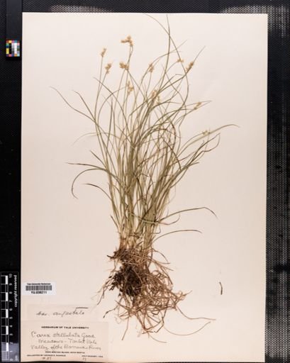 Carex angustior