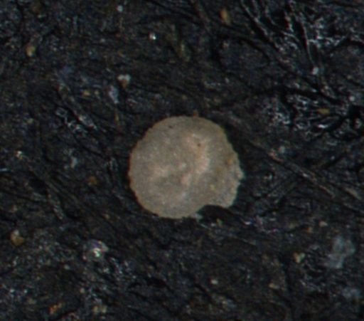Foraminiferida