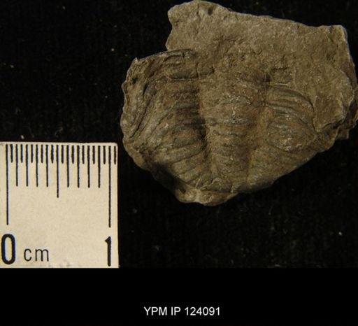 Phacops rana