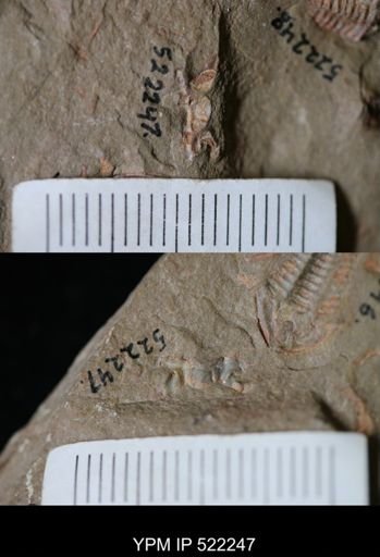 undet. Trilobita