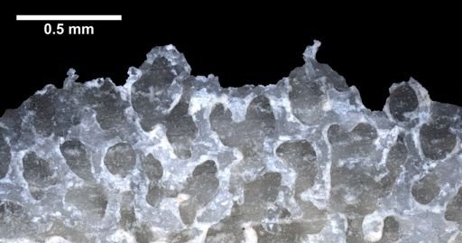 Astrosclera willeyana