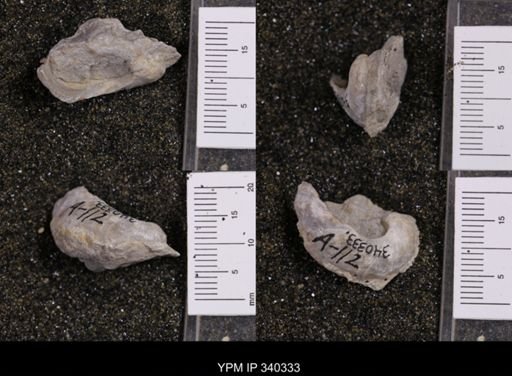 Gryphaea marcoui
