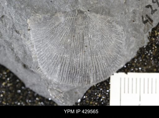 Devonochonetes coronatus