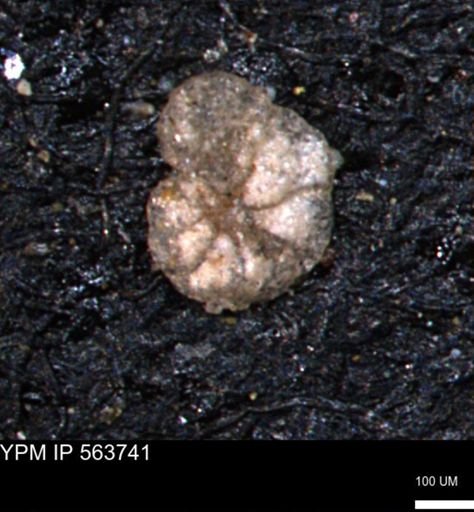 Alveolophragmium linki