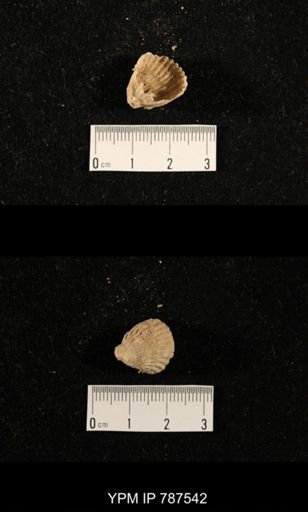 undet. Brachiopoda